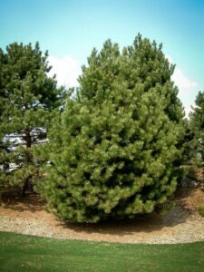 Сосна Чёрная (Pinus Nigra) купить по цене от 270.00р. в интернет-магазине «Посадика» с доставкой почтой в в Лосино-Петровскийе и по всей России – [изображение №1].