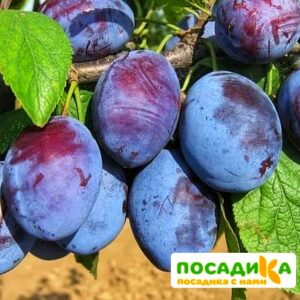 Слива Чачакская ранняя купить по цене от 229.00р. в интернет-магазине «Посадика» с доставкой почтой в в Лосино-Петровскийе и по всей России – [изображение №1].