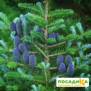 Пихта корейская (Abies koreana) купить по цене от 450.00р. в интернет-магазине «Посадика» с доставкой почтой в в Лосино-Петровскийе и по всей России – [изображение №1].