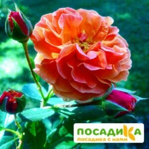 Роза Арабия купить по цене от 350.00р. в интернет-магазине «Посадика» с доставкой почтой в в Лосино-Петровскийе и по всей России – [изображение №1].