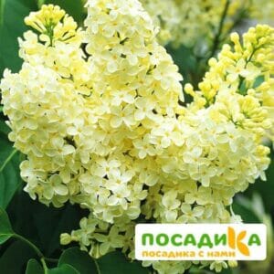 Сирень Примроуз (Primrose) купить по цене от 529.00р. в интернет-магазине «Посадика» с доставкой почтой в в Лосино-Петровскийе и по всей России – [изображение №1].