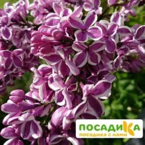 Сирень Сенсация купить по цене от 529.00р. в интернет-магазине «Посадика» с доставкой почтой в в Лосино-Петровскийе и по всей России – [изображение №1].