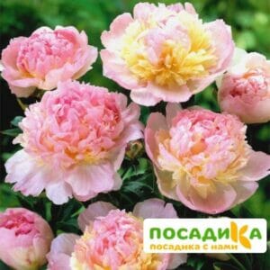 Пион Распберри Сандей (Paeonia Raspberry Sundae) купить по цене от 959р. в интернет-магазине «Посадика» с доставкой почтой в в Лосино-Петровскийе и по всей России – [изображение №1].