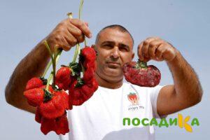 Клубника Гигант Джорнея купить по цене от 266р. в интернет-магазине «Посадика» с доставкой почтой в в Лосино-Петровскийе и по всей России – [изображение №1].