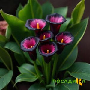 Калла Аура Лейс купить по цене от 400р. в интернет-магазине «Посадика» с доставкой почтой в в Лосино-Петровскийе и по всей России – [изображение №1].
