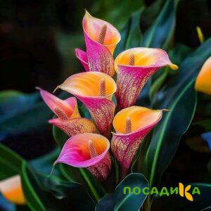 Калла Оникс купить по цене от 450р. в интернет-магазине «Посадика» с доставкой почтой в в Лосино-Петровскийе и по всей России – [изображение №1].
