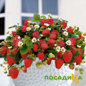 Клубника Рубиновый Шепот (горшечная) купить по цене от 240р. в интернет-магазине «Посадика» с доставкой почтой в в Лосино-Петровскийе и по всей России – [изображение №1].