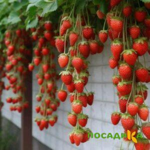 Клубника вьющаяся Комплимент купить по цене от 470р. в интернет-магазине «Посадика» с доставкой почтой в в Лосино-Петровскийе и по всей России – [изображение №1].