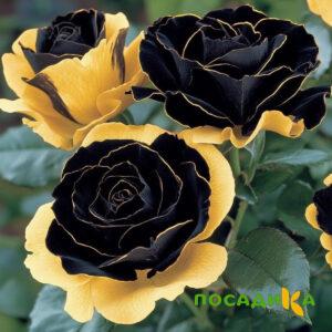 Роза Ханни Сикл купить по цене от 700р. в интернет-магазине «Посадика» с доставкой почтой в в Лосино-Петровскийе и по всей России – [изображение №1].