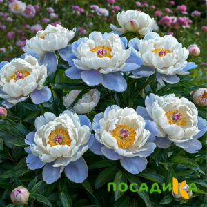 Пион акварельный Этюд купить по цене от 806р. в интернет-магазине «Посадика» с доставкой почтой в в Лосино-Петровскийе и по всей России – [изображение №1].