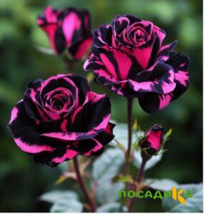 Роза Багровый Шепот купить по цене от 366р. в интернет-магазине «Посадика» с доставкой почтой в в Лосино-Петровскийе и по всей России – [изображение №1].
