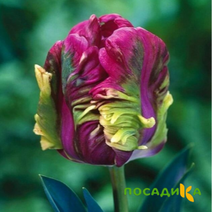 Тюльпан Экзотик Хэвен купить по цене от 186р. в интернет-магазине «Посадика» с доставкой почтой в в Лосино-Петровскийе и по всей России – [изображение №1].