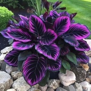 Хоста Люминоза купить по цене от 450р. в интернет-магазине «Посадика» с доставкой почтой в в Лосино-Петровскийе и по всей России – [изображение №1].