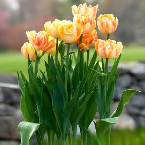 Тюльпан Верона Санрайз купить по цене от 280р. в интернет-магазине «Посадика» с доставкой почтой в в Лосино-Петровскийе и по всей России – [изображение №1].