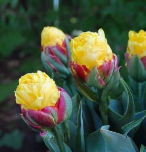 Тюльпан Айс Крим Банана купить по цене от 360р. в интернет-магазине «Посадика» с доставкой почтой в в Лосино-Петровскийе и по всей России – [изображение №1].