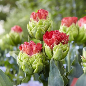 Тюльпан Бычий Глаз купить по цене от 275р. в интернет-магазине «Посадика» с доставкой почтой в в Лосино-Петровскийе и по всей России – [изображение №1].