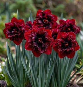 Нарцисс Сапфировый Бриз купить по цене от 3000р. в интернет-магазине «Посадика» с доставкой почтой в в Лосино-Петровскийе и по всей России – [изображение №1].