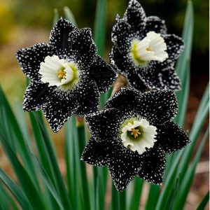 Нарцисс Кассата купить по цене от 372р. в интернет-магазине «Посадика» с доставкой почтой в в Лосино-Петровскийе и по всей России – [изображение №1].