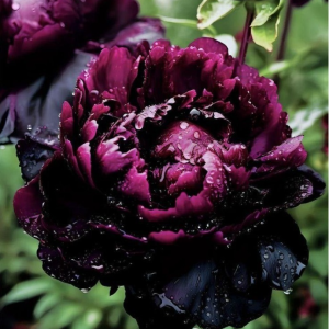 Пион Темный Сад купить по цене от 421р. в интернет-магазине «Посадика» с доставкой почтой в в Лосино-Петровскийе и по всей России – [изображение №1].