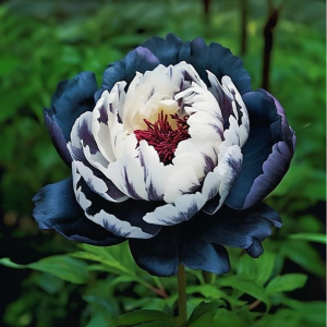 Пион Древовидный Инь-Янь купить по цене от 419р. в интернет-магазине «Посадика» с доставкой почтой в в Лосино-Петровскийе и по всей России – [изображение №1].