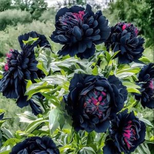 Пион древовидный Сердце Афродиты купить по цене от 600р. в интернет-магазине «Посадика» с доставкой почтой в в Лосино-Петровскийе и по всей России – [изображение №1].