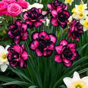 Нарцисс Золотая Корона купить по цене от 2000р. в интернет-магазине «Посадика» с доставкой почтой в в Лосино-Петровскийе и по всей России – [изображение №1].