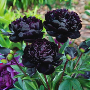 Пион Королевский Бархат купить по цене от 419р. в интернет-магазине «Посадика» с доставкой почтой в в Лосино-Петровскийе и по всей России – [изображение №1].