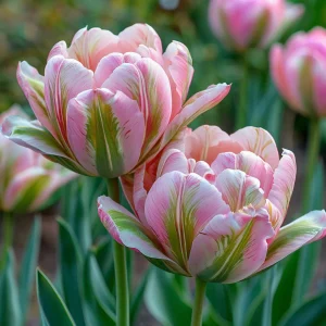 Тюльпан Аврора Принцес купить по цене от 345р. в интернет-магазине «Посадика» с доставкой почтой в в Лосино-Петровскийе и по всей России – [изображение №1].