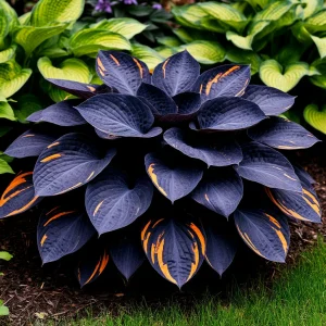 Хоста Умбра купить по цене от 349р. в интернет-магазине «Посадика» с доставкой почтой в в Лосино-Петровскийе и по всей России – [изображение №1].