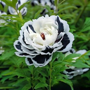 Пион Монохромный Шик купить по цене от 429р. в интернет-магазине «Посадика» с доставкой почтой в в Лосино-Петровскийе и по всей России – [изображение №1].