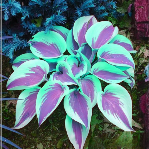 Хоста Висперин Бьюти купить по цене от 379р. в интернет-магазине «Посадика» с доставкой почтой в в Лосино-Петровскийе и по всей России – [изображение №1].