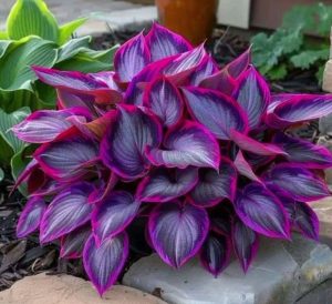 Хоста Сикрет Гарденс купить по цене от 549р. в интернет-магазине «Посадика» с доставкой почтой в в Лосино-Петровскийе и по всей России – [изображение №1].