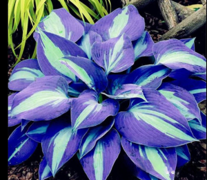 Хоста Аурелия купить по цене от 450р. в интернет-магазине «Посадика» с доставкой почтой в в Лосино-Петровскийе и по всей России – [изображение №1].